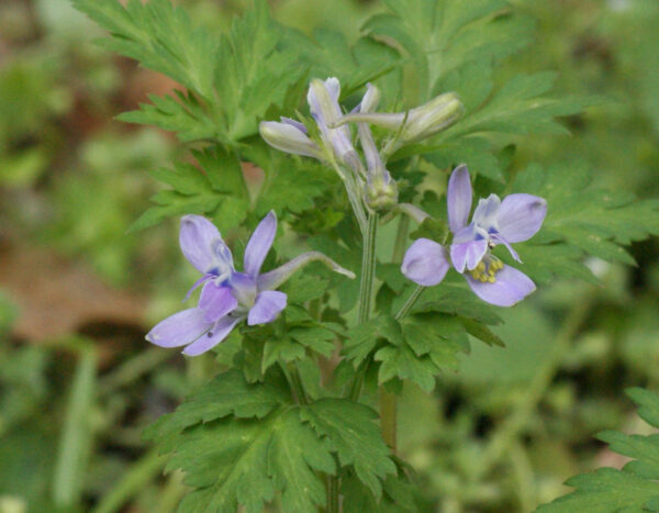 セリバヒエンソウが咲き始めました