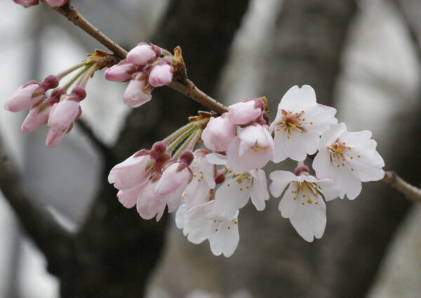 エドヒガンが咲き始めました