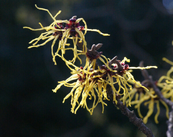 マンサクが咲いています