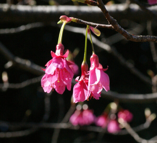 北の丸公園のヒマラヤヒザクラが咲いています