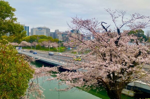 満開の桜と高速道路
