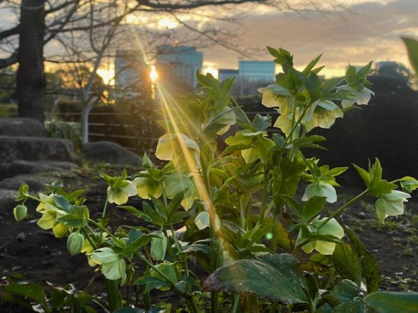 夜明けのクリスマスローズ