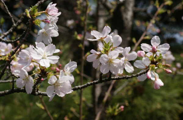 国立劇場のスルガコマチが咲き始めました