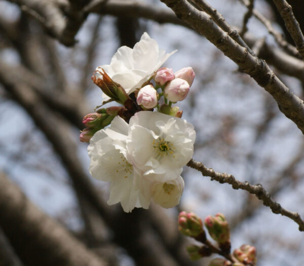 北の丸公園のハタザクラが咲き始めました