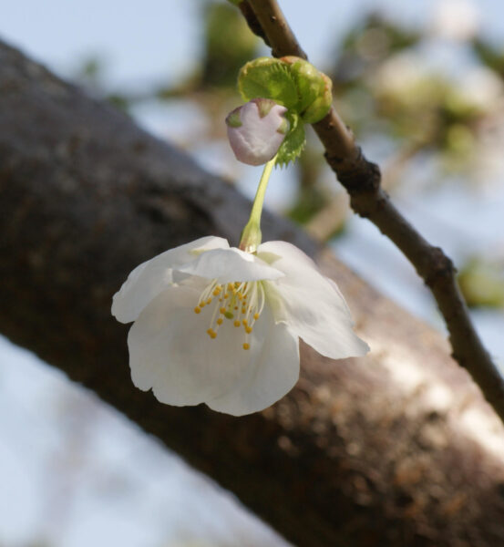 国会前庭のサクヤヒメが咲き始めました