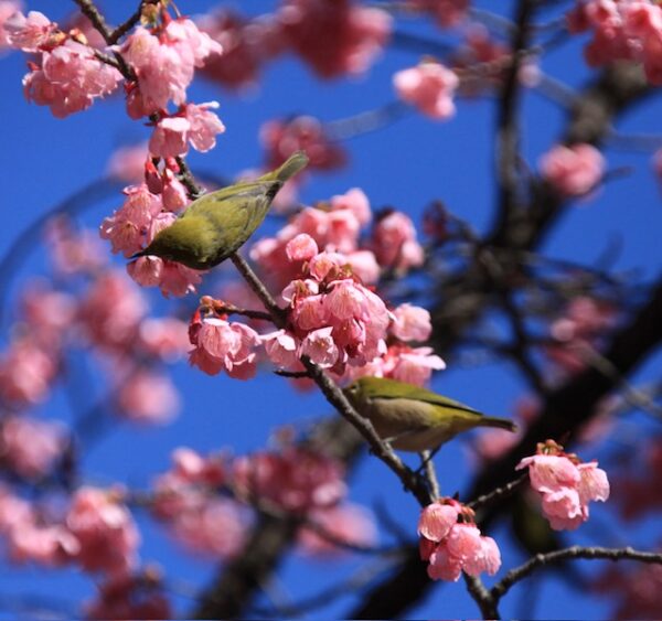 食事中のメジロツガイ