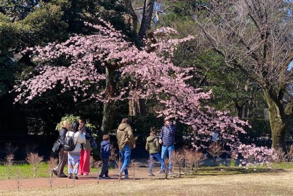 桜日本ビュウティフル