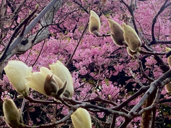 モクレンも咲いてきました