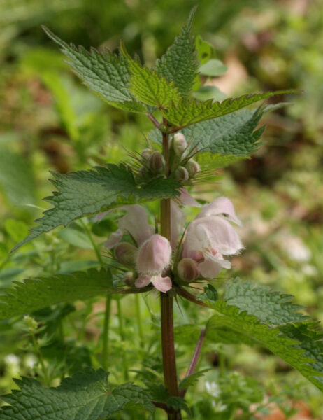 オドリコソウが咲き始めました