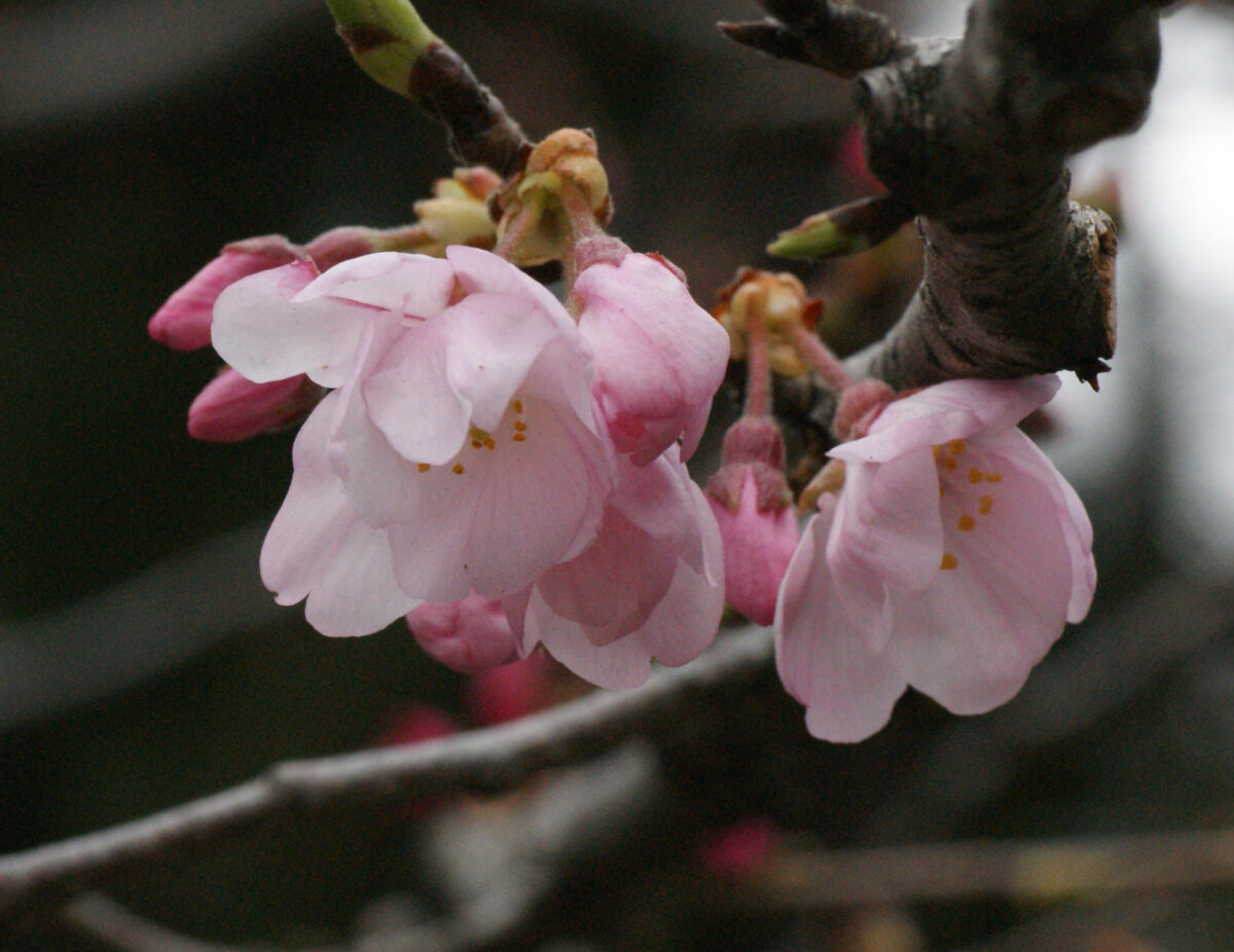 ジンダイアケボノが咲き始めました