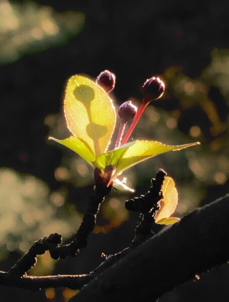 春の訪れ芽吹き