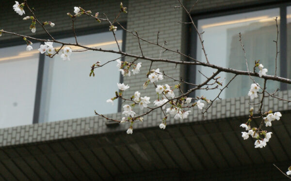 外務省のイトウザクラが咲き始めました