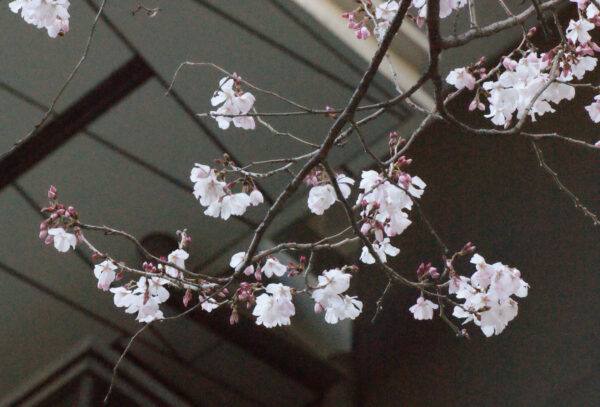 コヒガンが咲いています