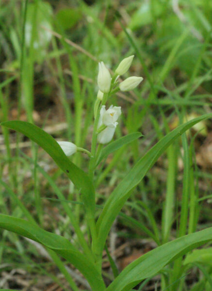 皇居東御苑のギンランが咲き始めています
