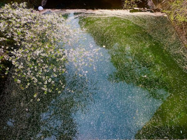 桜花びらのたまり場