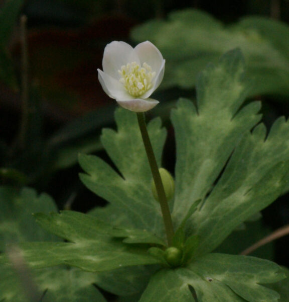 北の丸公園のニリンソウが咲き始めました
