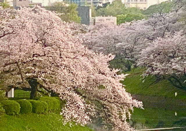 満開でお堀に垂れ下る桜