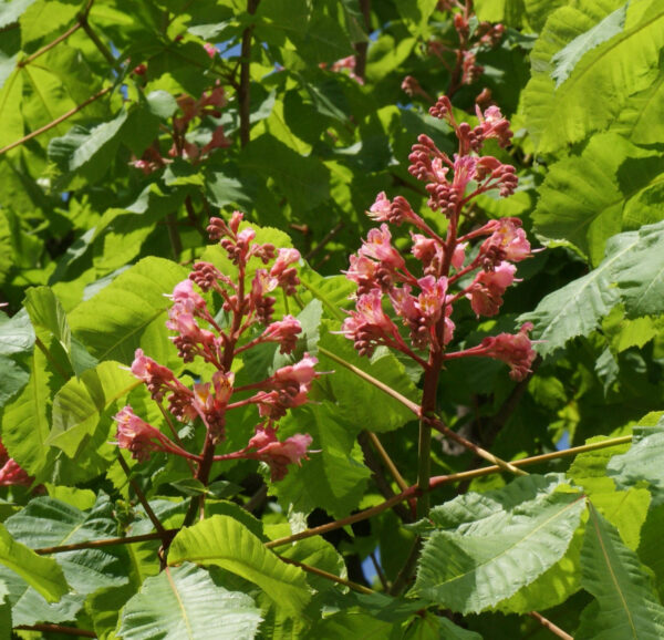 ベニバナトチノキが咲き始めています