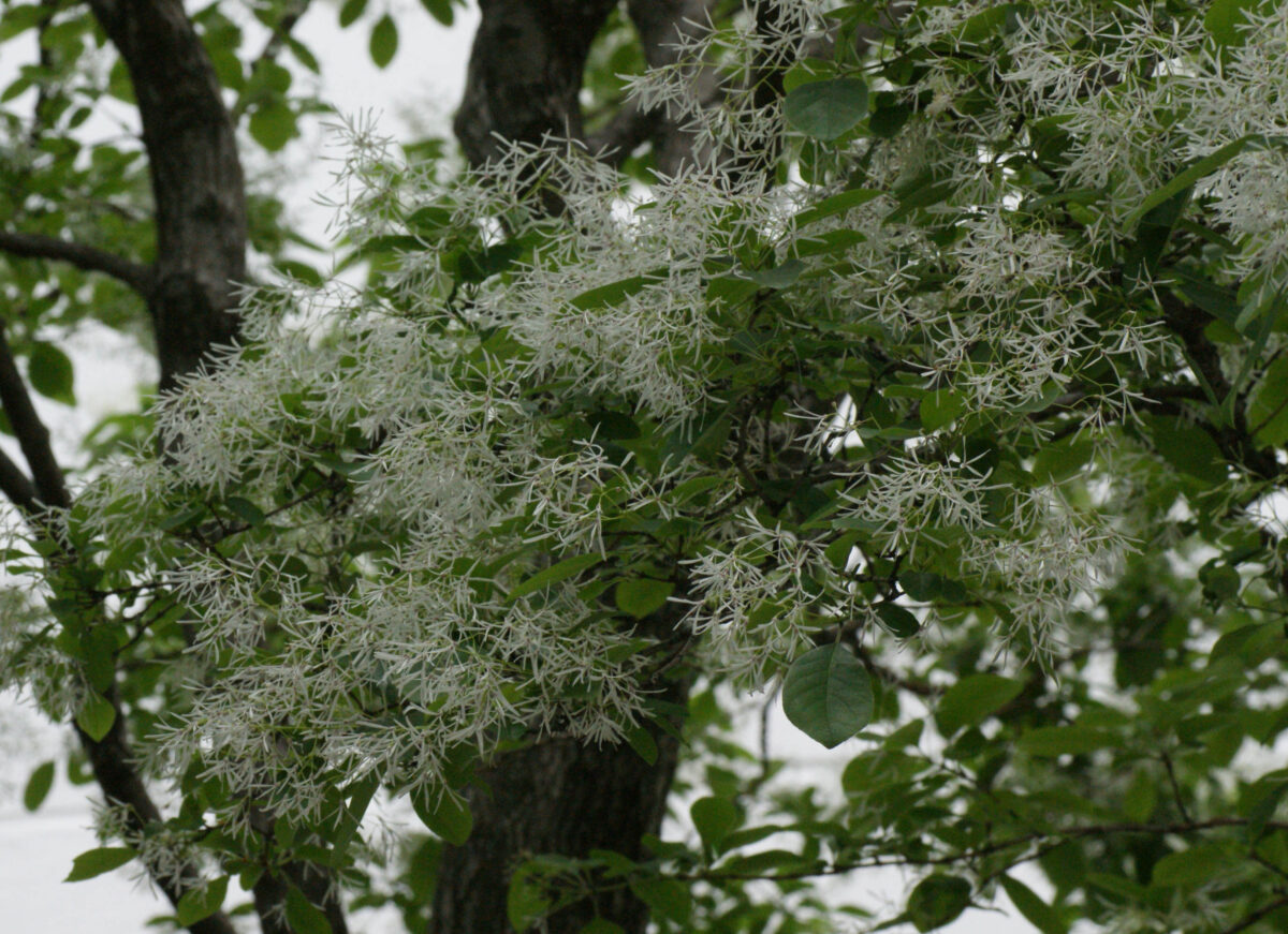 神田錦町のナンジャモンジャ