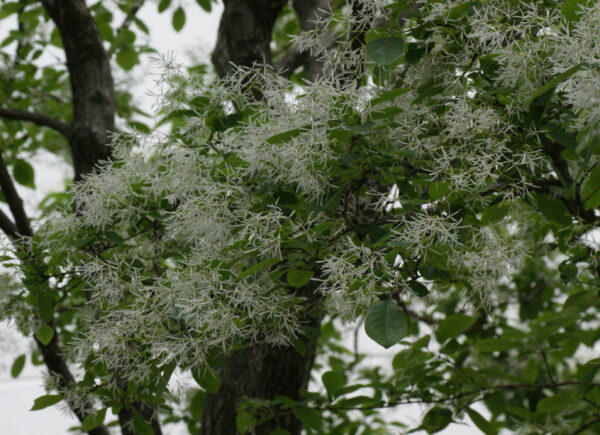 神田錦町のナンジャモンジャ
