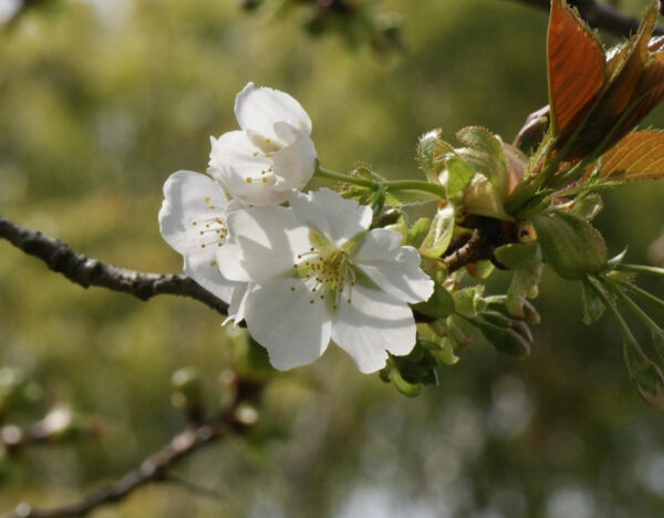 スルガダイニオイが咲き始めました