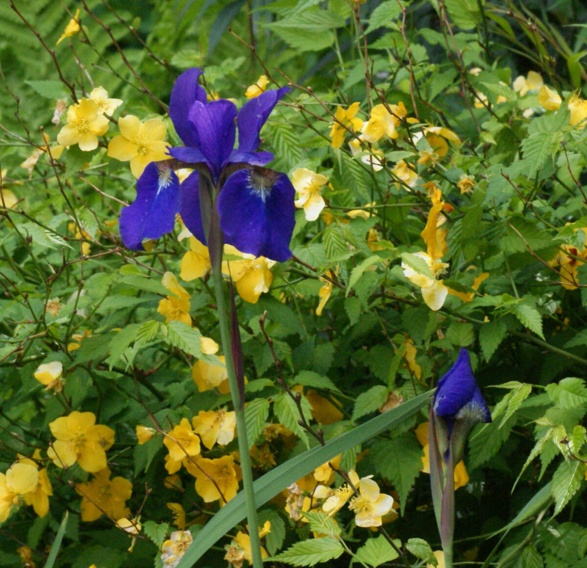 OTEMACHI ONE GARDENのアヤメ