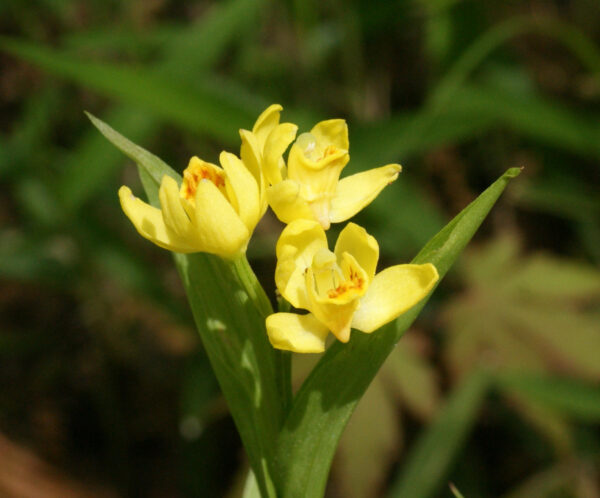皇居東御苑のキンランが咲き始めています