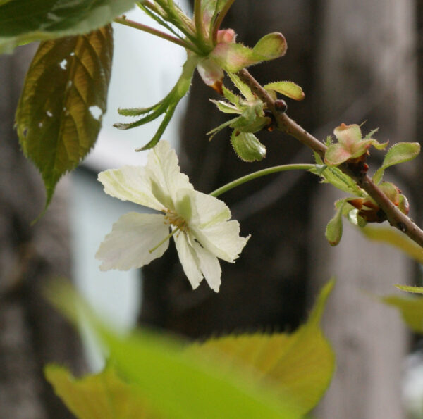 ウコンが咲き始めています