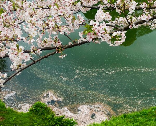 湖面の花びら