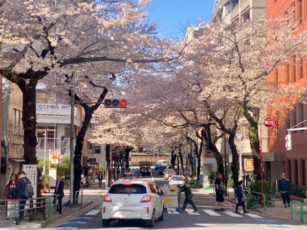 大妻通りの桜並木