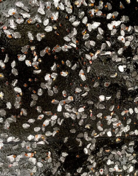 桜ちらしの無情の雨