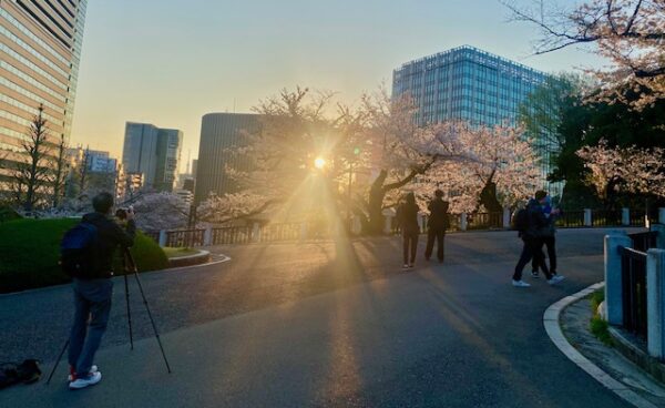日の出時の桜見る人々