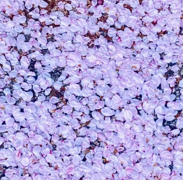 桜のじゅうたん