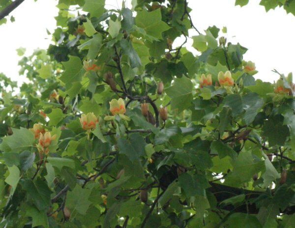 ユリノキが咲いています