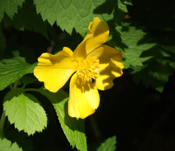 大手町の森のヤマブキソウ