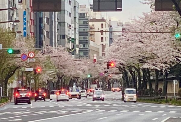 桜並木道の靖国通り