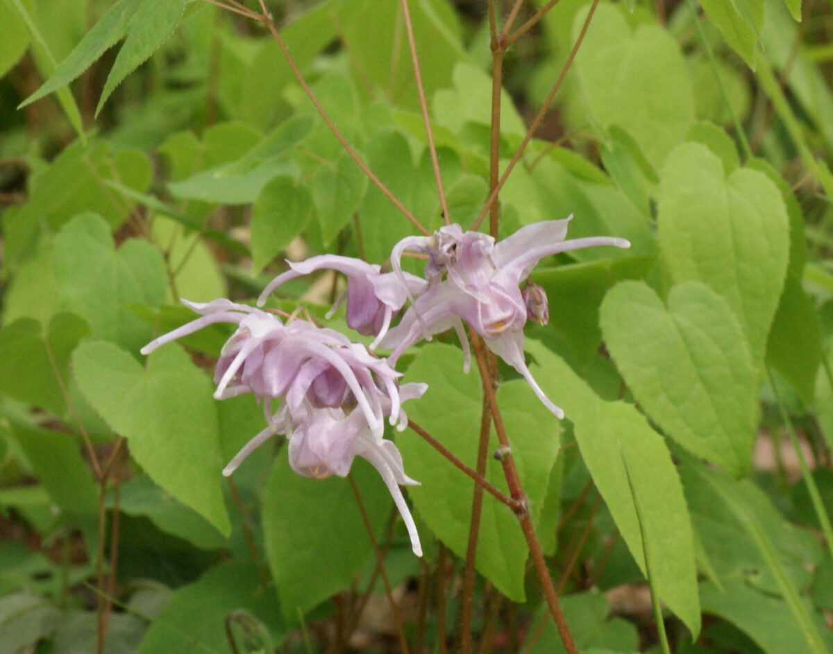 イカリソウが咲き始めました
