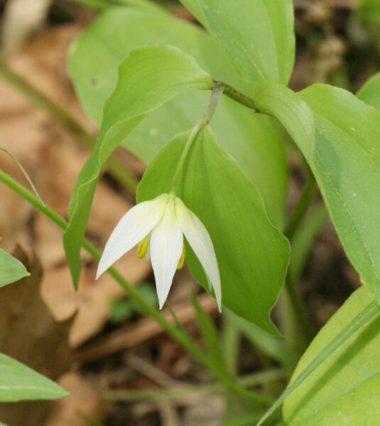 チゴユリが咲き始めています