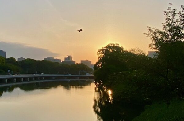 明ける千鳥ヶ淵
