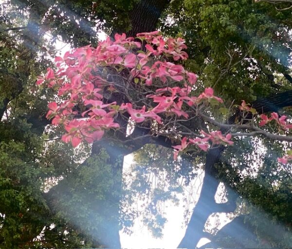 ハナミズキの朝