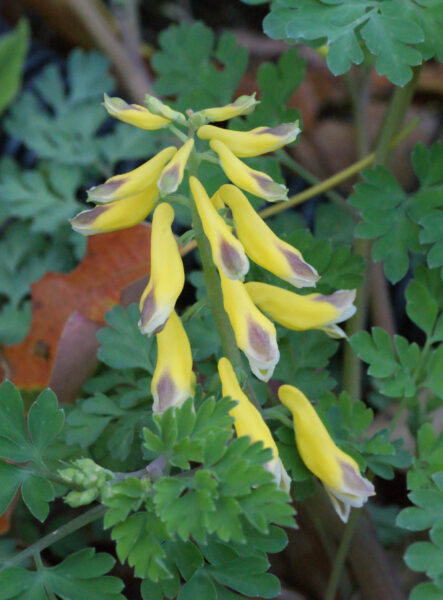 日比谷公園のキケマン