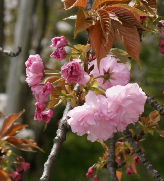 カンザンが咲き始めました