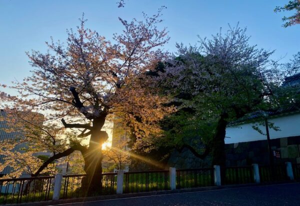朝日浴びる桜木