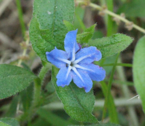 皇居東御苑のホタルカズラ