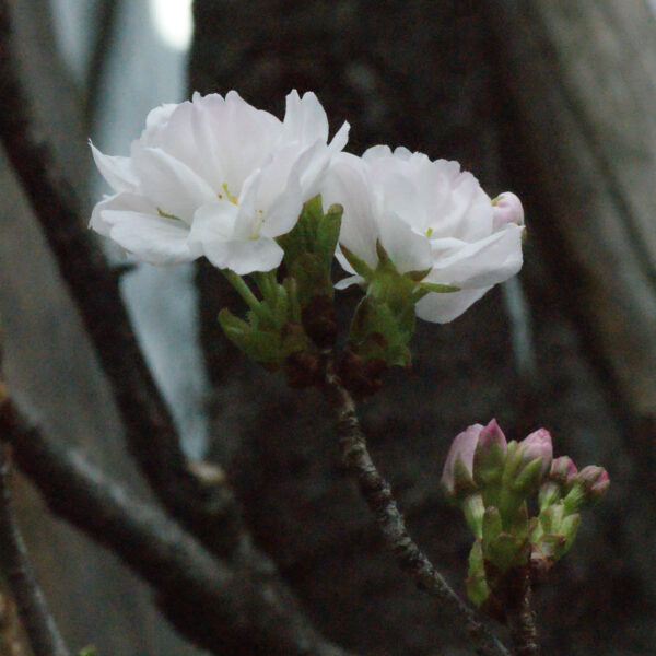 アマノガワが咲き始めました