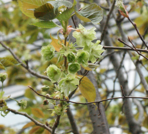 ギョイコウが咲き始めました