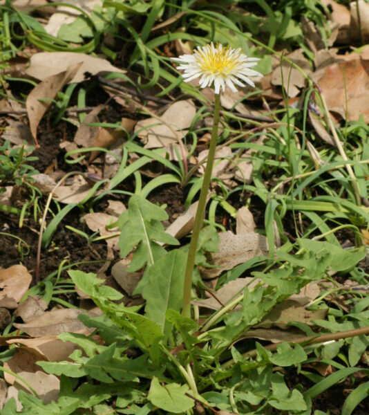 北の丸公園のシロバナタンポポ