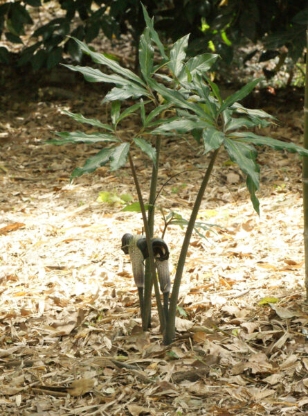 皇居東御苑のウラシマソウ