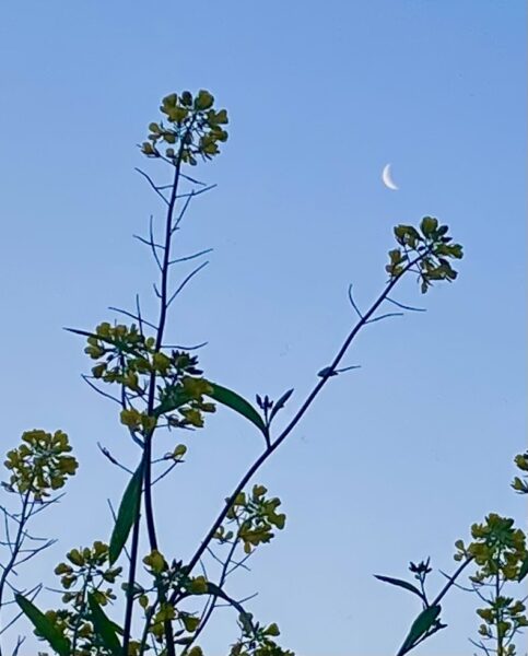 月に菜の花