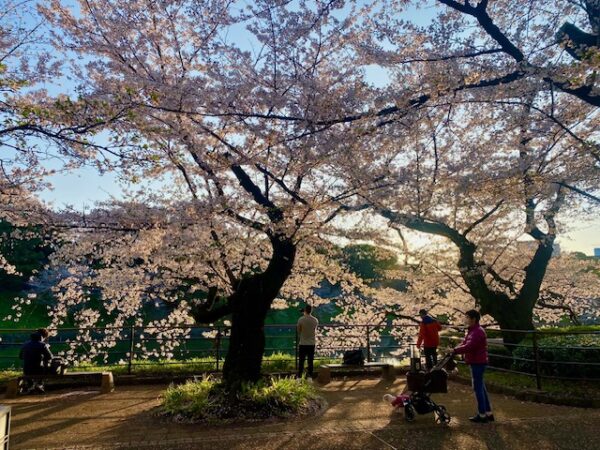 千代田の桜を愛でる人々
